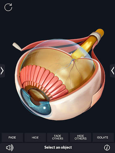 My Organs Anatomy screenshot 14