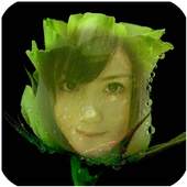 Beautiful Rose Flower Frame 1.0