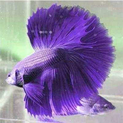 Betta Fish 3D screenshot 4