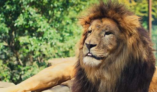 Lion Wallpapers HD (backgrounds & themes) screenshot 6