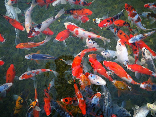 Japanese koi fish wallpapers screenshot 4