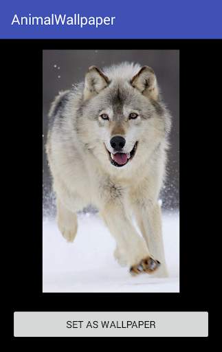 Animal Wallpaper screenshot 8