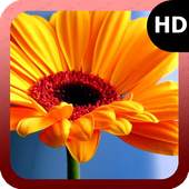 Sunflower Wallpaper 1.5