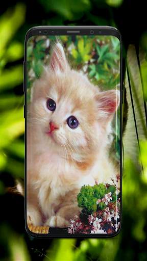 Kitten Wallpaper screenshot 2