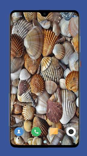 Seashell Wallpaper HD screenshot 4