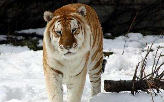 Tiger HD Wallpaper screenshot 2