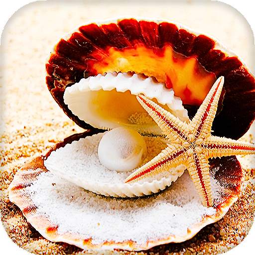 Seashells Live Wallpaper (Backgrounds) 16.0