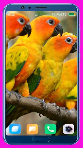Parrot HD Wallpaper 3 تصوير الشاشة