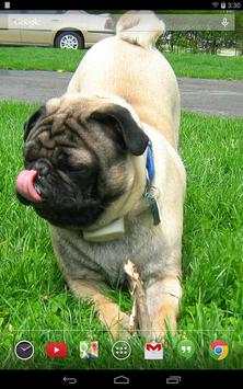 Pugs Wallpapers screenshot 1