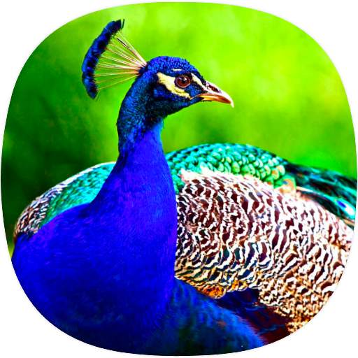 Peacock Ringtones 1.2