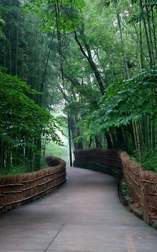 Forest Live Wallpaper HD screenshot 9