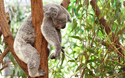 🐨 Koala Wallpapers screenshot 6