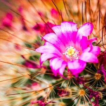 Cactus Live Wallpaper screenshot 2