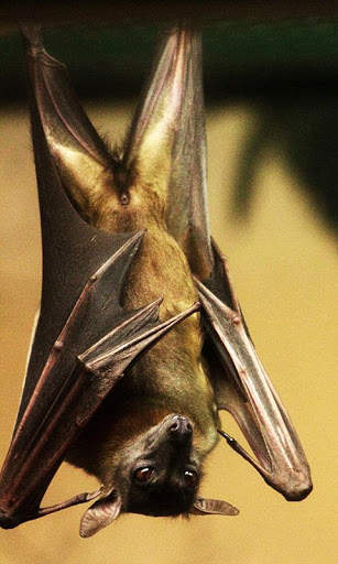 Bat Wallpaper screenshot 5