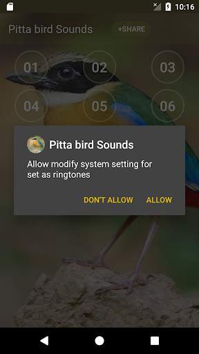 Pitta (genus) bird sound ringtones screenshot 3