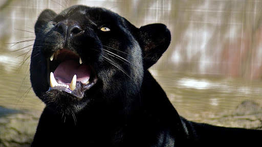 Panther Wallpapers: backgrounds hd screenshot 15