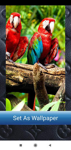 Bird Wallpaper Full HD screenshot 12