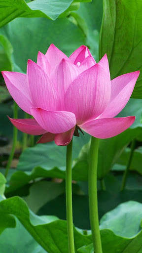 Lotus Wallpaper Best HD screenshot 14