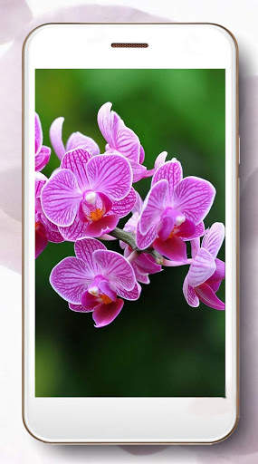 Music Orchid screenshot 6