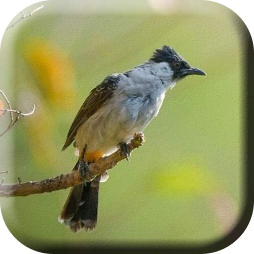 Suara Burung Kutilang Ribut 1.0