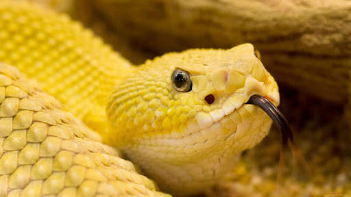 Snake Live Wallpaper screenshot 11