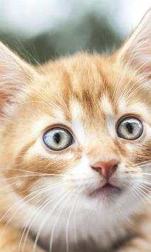 Funny kitten Jigsaw Puzzles screenshot 1