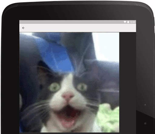 Funny Cats Gif screenshot 7