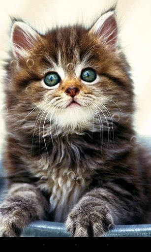 Pussycat Live Wallpaper screenshot 2