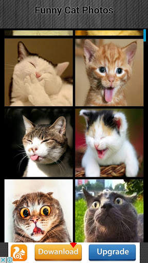 Funny Cat Photos screenshot 3