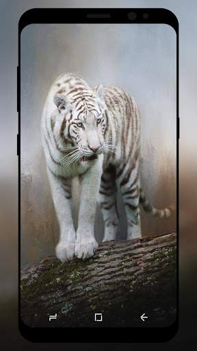 White Tiger Wallpaper HD screenshot 6