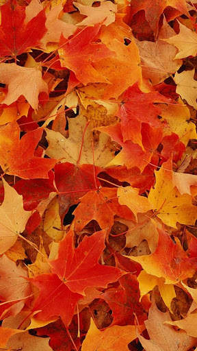 Autumn wallpaper screenshot 3