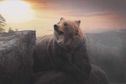 Bear Wallpapers | hd backgrounds screenshot 17