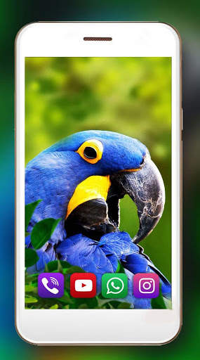 Tropic Parrot Live Wallpaper screenshot 3
