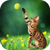 Cat playing ball live wallpaper icon