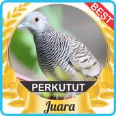 Suara Perkutut Juara mp3 1.0