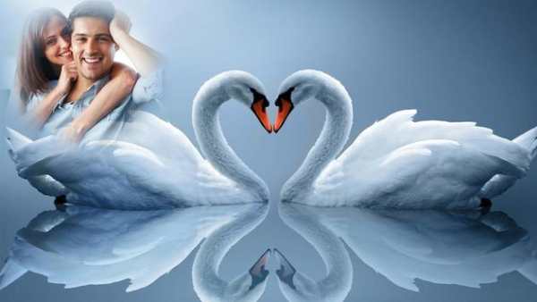 Love Birds Photo Frame Editor screenshot 4
