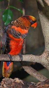 Beautiful Birds Wallpapers3 HD screenshot 11