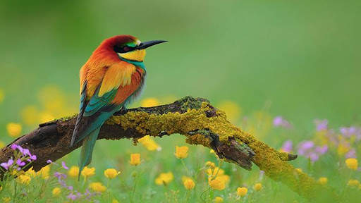 Beautiful Birds स्क्रीनशॉट 2