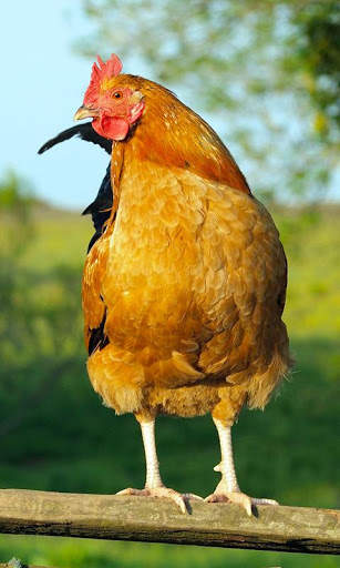 Hen Wallpaper screenshot 3
