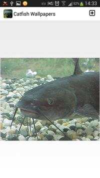 Catfish Wallpapers screenshot 3