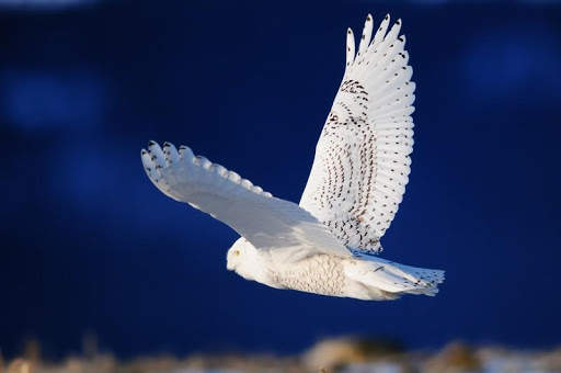 Snowy Owl Bird HD Wallpaper screenshot 2