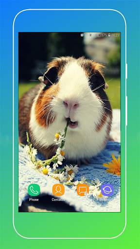 Guinea Pig Wallpaper screenshot 9