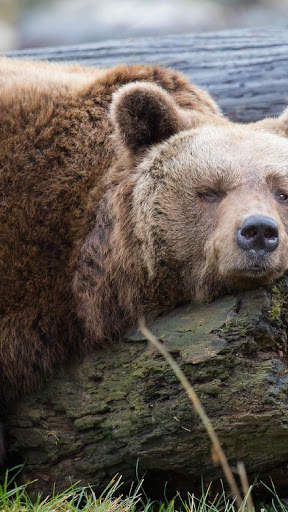 Bear Wallpapers HD & 4k Backgrounds screenshot 1