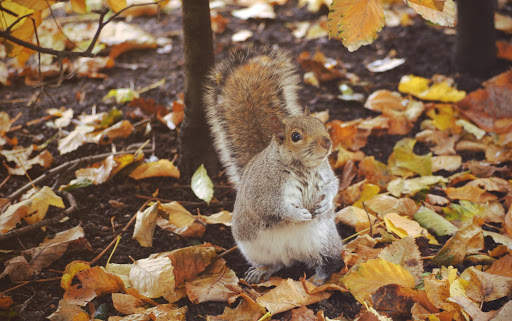 Autumn Live Wallpaper (backgrounds & themes) screenshot 8
