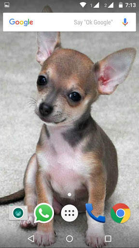 Chiwawa Dog HD Wallpaper screenshot 8