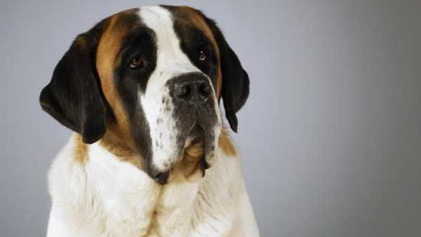 Saint Bernard Live Wallpaper screenshot 2
