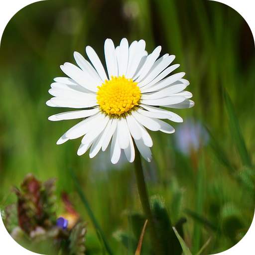 DaisyBG: Flower Wallpaper 1.2