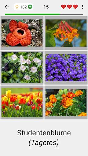 Blumen - Das botanische Quiz über schöne Pflanzen screenshot 2