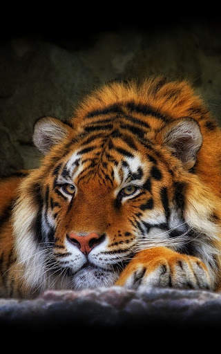 Tiger Wallpapers | hd backgrounds screenshot 4
