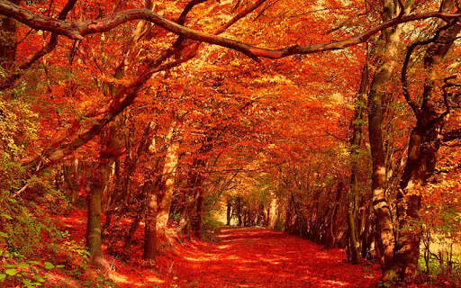 Autumn Wallpapers 13 تصوير الشاشة